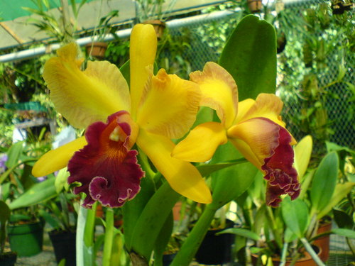 Amante des orchidées, je souhaite partager mes informations avec toute personne curieuse ou intéressée par ce prodige de la nature