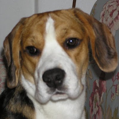 CharilaosPapad1's profile picture. Όταν ανοίγεις το μυαλό σου στο αδύνατο, κάποιες φορές μπορεί να βρεις την αλήθεια..