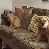 Elsa 🌈& Bess CBE (@elsabessborders) 's Twitter Profile