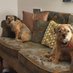 Elsa ๐& Bess CBE (@elsabessborders) Twitter profile photo Elsa ๐& Bess CBE (@elsabessborders) Twitter profile photo