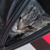 Ricaaameow (@ricawwww) 's Twitter Profile