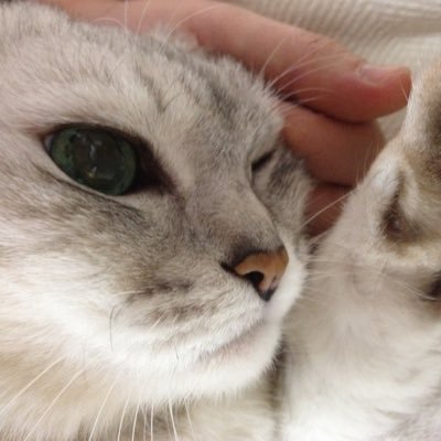 小柳淳子が好き❤︎8年間頸椎腫の闘病をしていた猫のちびが2018.4.12に虹の橋を渡りました。母さんが大好き❤︎歯科衛生士です◡̈⋆* マグロニカン(ゆーゆ 力丸 ももぞう こたけ)の高槻のママです。