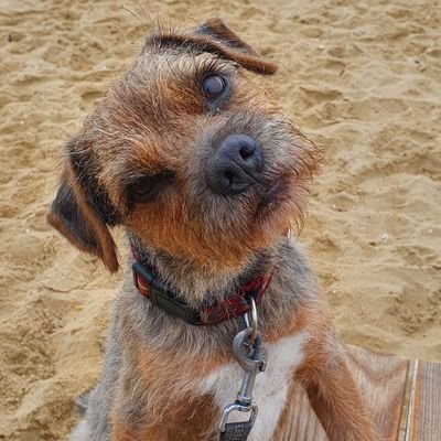 BT Monty, lives by the sea, likes everything and everyone, I finks they all has noms. Born August 2015