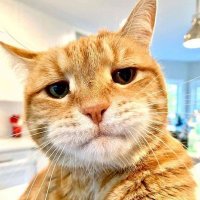 Failure to Elude (@smotwicket) 's Twitter Profile