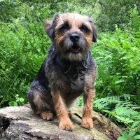 Rosie Dog(@RosieTheTerrier) 's Twitter Profile Photo