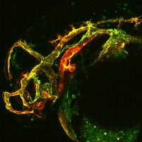 Helker lab (@helkerlab) 's Twitter Profile Photo Helker lab (@helkerlab) 's Twitter Profile Photo