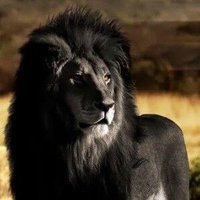 田口陽平 (@leetailon4649ne) 's Twitter Profile