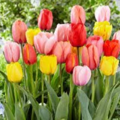 AmySarg30852681's profile picture. 