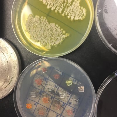 JHU_Tinyearth's profile picture. JHU CURE for antibiotic discovery. Johns Hopkins affiliated Tiny Earth (@TinyEarthNet) course. Soil microbes. Antibiotic Discovery. STEM Education.