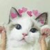 Ommek (@ommekk) Twitter profile photo Ommek (@ommekk) Twitter profile photo