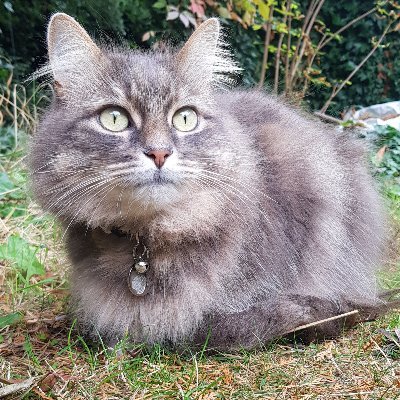 In memory of the best cat in the world.
#findshay went missing December 2nd 2021, this twitter was with the mission to find him.