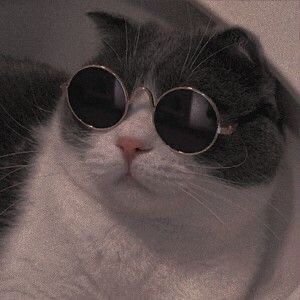 amante de gatos e de pessoas ela/dela