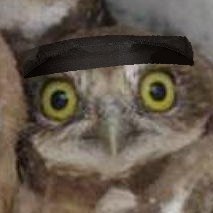 Owlbatosさんのプロフィール画像