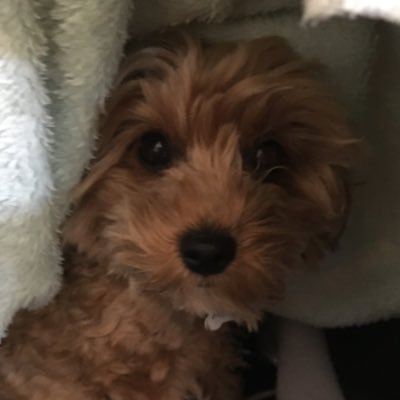 Sunny the cavoodle