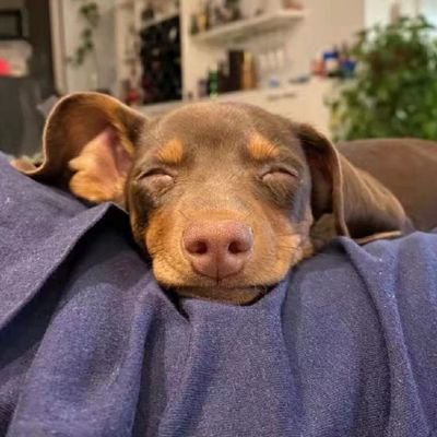 PIGEOoONPRINCE's profile picture. Founder of 
@Metamotive