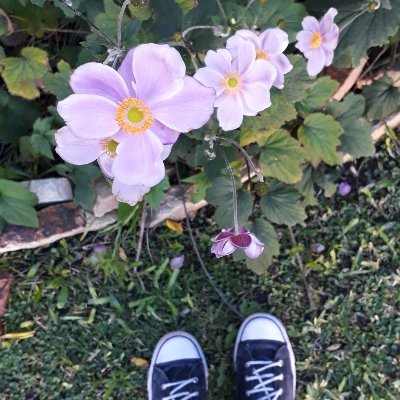 littlegreen81's profile picture. 