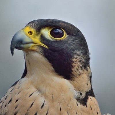 ngaastue's profile picture. Halifax, Canada / PhD student/ Math, Categorical Logic (or Logical Category Theory?)/ Posts are mostly in Japanese