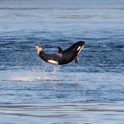 Cori Ferguson (yyzcori on Threads) Profile