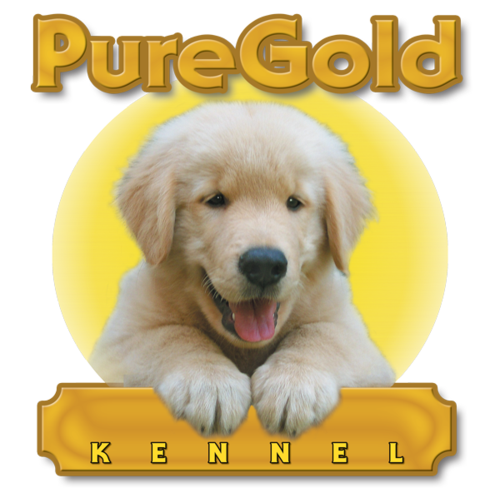 Golden Retrievers have golden hair and a heart of gold... They are really Pure Gold Friends!