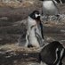penguen ama Gülgün olanı (@yinebendeniz) Twitter profile photo