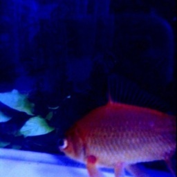 murcogi's profile picture. ほれたはれたを綴ります。雌です。
つぶやきはトリッキーになりがちですし、つぶやきダッシュがおもなスタイルです。宜しくお願いします