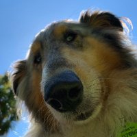 Rossjohn lab (@rossjohnlab) 's Twitter Profile