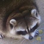 SussyRaccoon Profile Picture