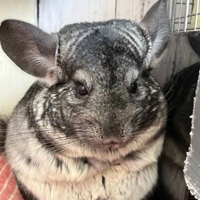 🐭チンチラ🐭キナちゃん クーちゃんの子供 ルーくん マーちゃん チーちゃん の5匹の家族がいます☺️ 無言フォローしますが よろしくお願いします