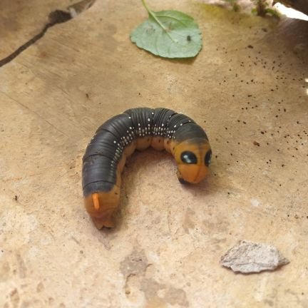 ME2ME2ME2M's profile picture. 