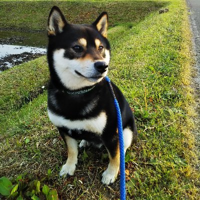 9648RITSU's profile picture. 2019年5月20日生まれ黒柴の男の子

名前は律です。

新潟県の豪雪地帯に在住。犬好きの皆さん仲良くして下さい。