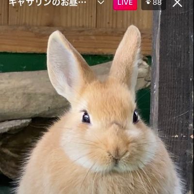 FooobXEF0T52SQL's profile picture. 