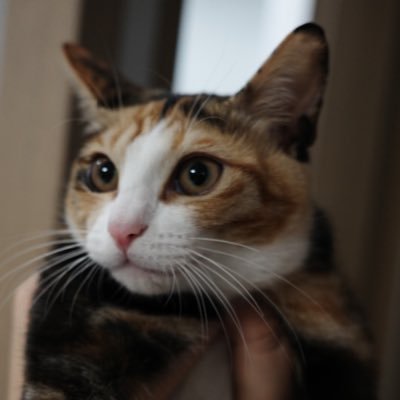 bosomi789's profile picture. 일상/문구/손글씨/붓글씨/퇴사무새/인스타 @6simycat_berry/블블말고 차단해주세요.