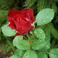 محمد الكاسبي (@2020hygenist) Twitter profile photo