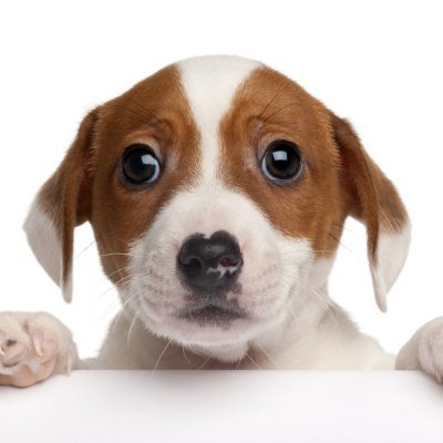 Jacob_Biscuits's profile picture. Meh