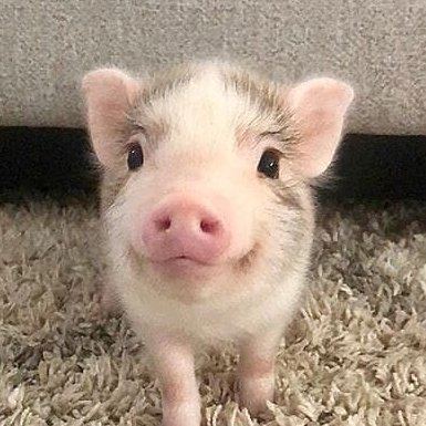 If you Love Pigs, just follow me for daily interesting post. 
DM for credit or removal Please🐷