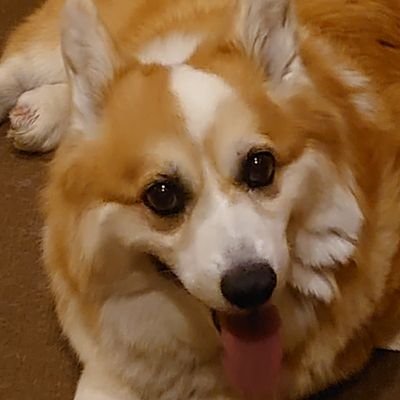 gonyama_h2525's profile picture. 2021年Twitterアカウント復帰
➡︎vtuberにハマる('ω')➡︎飽き始める('ω')　個人勢輝いてる！