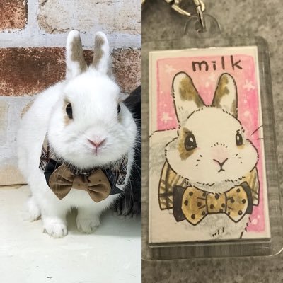うさぎ13羽・ネコ1匹・水棲カメ2匹と暮らしています。 2022年12月うさぎと暮らし始めて20年になりました。主にインスタの更新がメインとなりますが、宜しくお願いします。https://t.co/3QPJCFGGFv