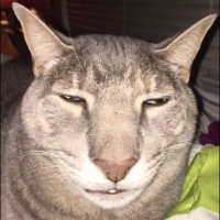 Stan (@mesnil_mesnil) 's Twitter Profile