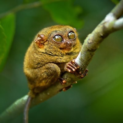 tarsier tarsiers hourly, repeats may occur. images belong to respective owners. takedown on request. 🐒 🙈🙊🙉