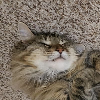 poppycasGabs's profile picture. Despite what Raeesah says I'm not actually JLA