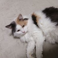 脳筋のオッサンです (@noukinnaodesu) 's Twitter Profile Photo