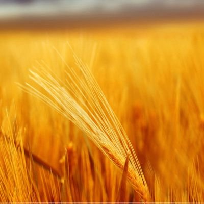 BenzertA's profile picture. 