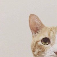 zhangxmd (@zhangdamaodun1) 's Twitter Profile