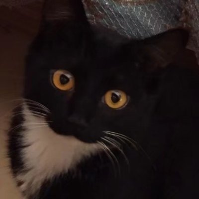 Meowさんのプロフィール画像