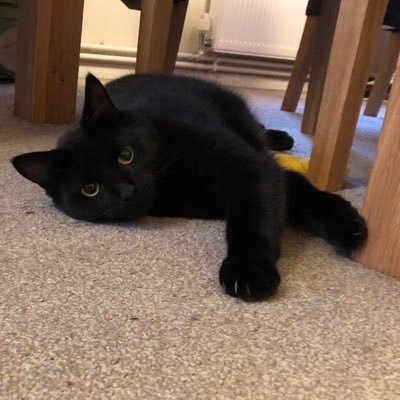 mojoblackcat Profile Picture