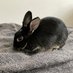 ピニョン🐰 ベルギー🇧🇪→日本🇯🇵にきたウサギ (@pignonlapine) Twitter profile photo ピニョン🐰 ベルギー🇧🇪→日本🇯🇵にきたウサギ (@pignonlapine) Twitter profile photo