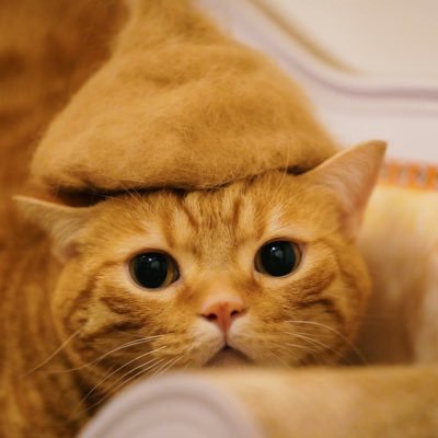 noachi_chi's profile picture. 琉大工 ちのじょ y21