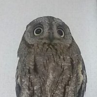 Meg-a-ptera𓅓𓇋𓎼𓅱 (@meg_a_ptera) 's Twitter Profile