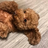よへい (@yukacyuuuuuusub) 's Twitter Profile