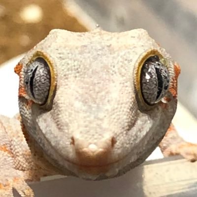 イベントで販売予定の生体を紹介しています。気になる個体がいましたら、お気軽にDM下さい。日中は本業の為、返信遅めです。